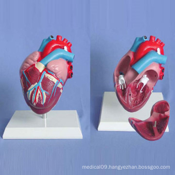 Human Heart Medical Anatomy Demonstration Model (R120105)